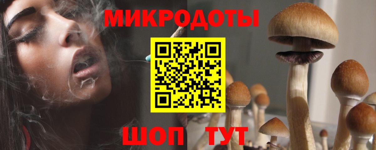 Галлюциногенные грибы Psilocybe Саянск
